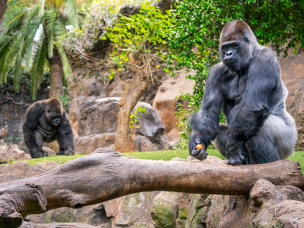 Loro Parque Tenerife Atlantico Excursiones Loro Parque Tenerife Atlantico Excursiones